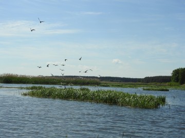 Rybitwa czarna na Zbiorniku Sulejowskim - 2021), 